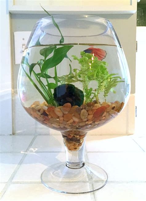 betta fish bowl
